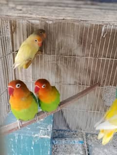 love birds
