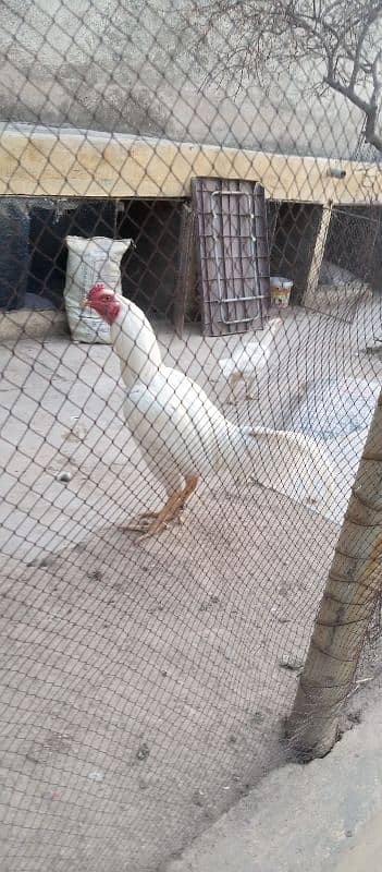 aseel murga for sale 0