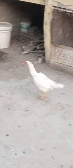 aseel murga for sale