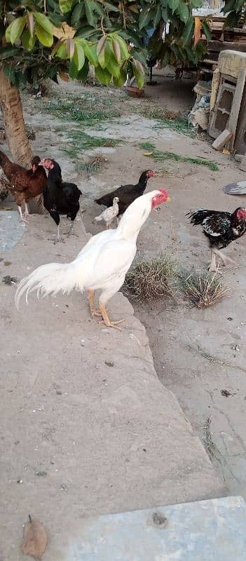 aseel murga for sale 5