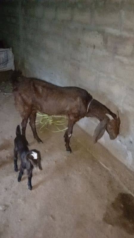 bakri with 2 kids 0