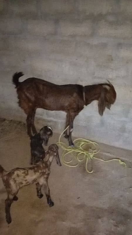 bakri with 2 kids 1