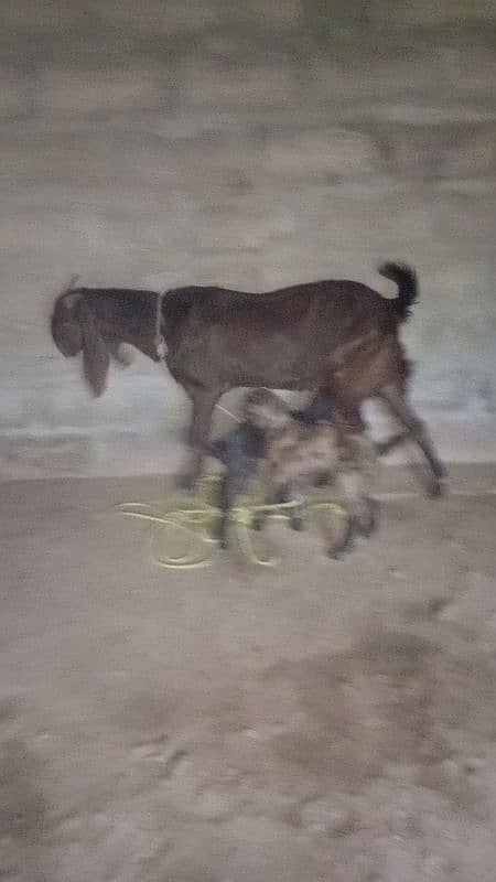bakri with 2 kids 2