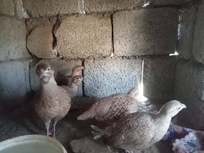 teater for sale  laying egg 0314/5460058 0