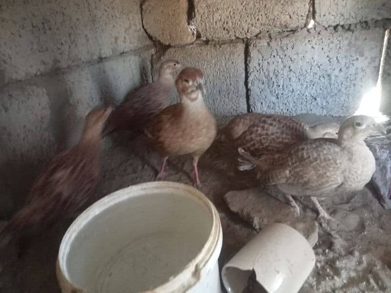 teater for sale  laying egg 0314/5460058 1