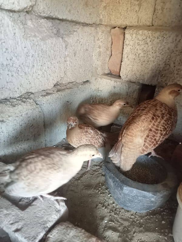 teater for sale  laying egg 0314/5460058 2