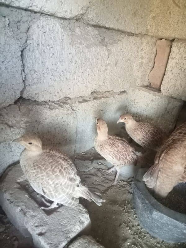 teater for sale  laying egg 0314/5460058 3