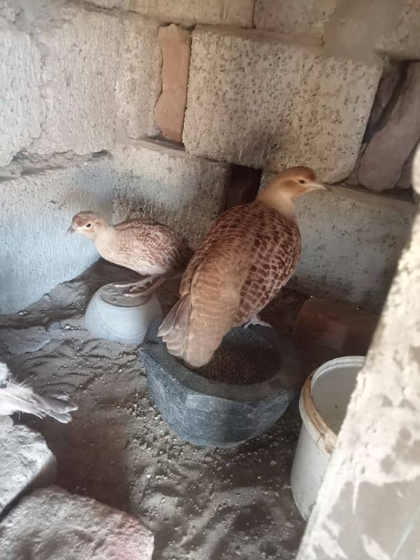 teater for sale  laying egg 0314/5460058 4