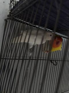 Eid offer sell for lovebird