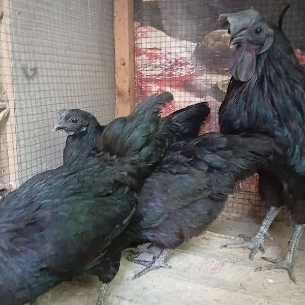 Ayam Cemani Grey Tongue Extreme quality 1+3 set available for sale 0