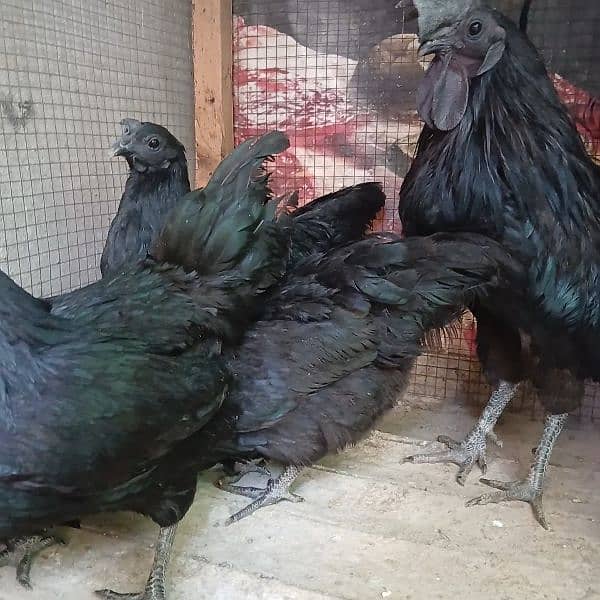 Ayam Cemani Grey Tongue Extreme quality 1+3 set available for sale 1