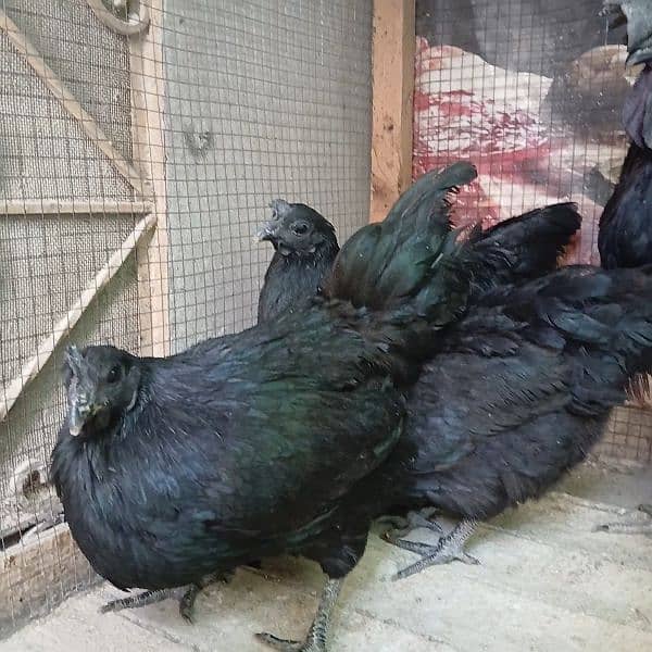 Ayam Cemani Grey Tongue Extreme quality 1+3 set available for sale 2