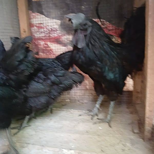 Ayam Cemani Grey Tongue Extreme quality 1+3 set available for sale 3