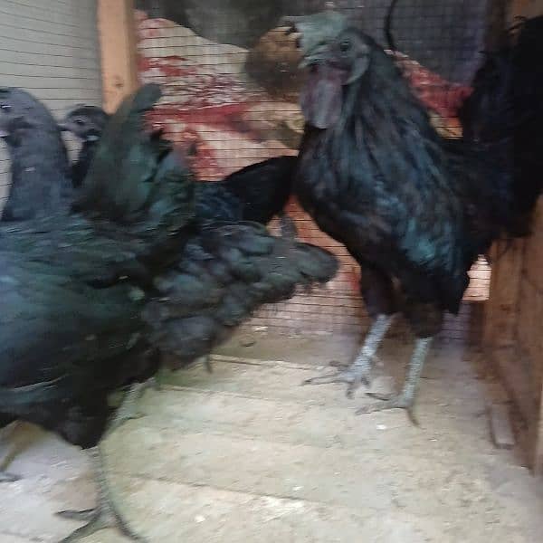 Ayam Cemani Grey Tongue Extreme quality 1+3 set available for sale 4