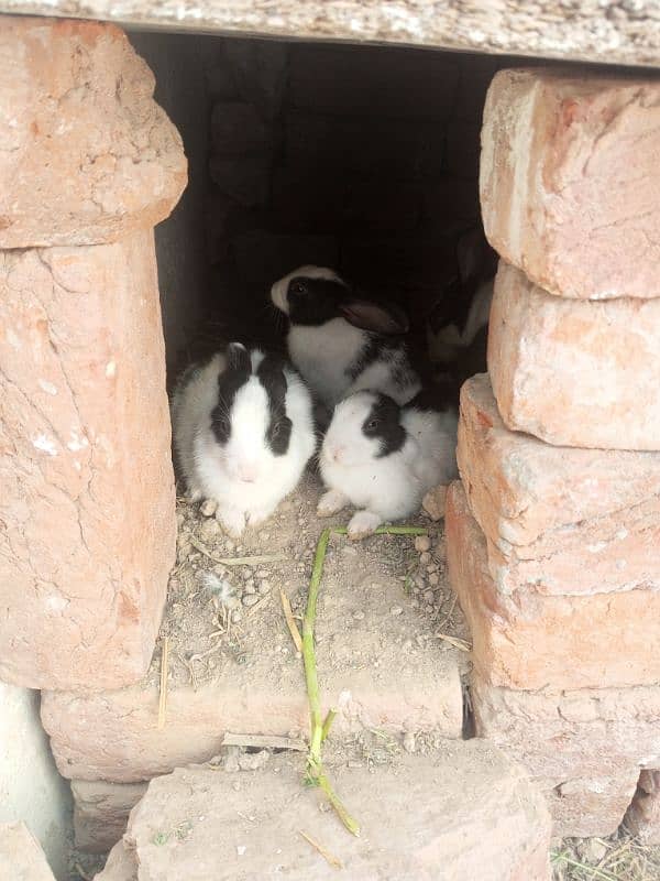 rabbits for sale 1