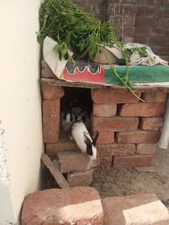 rabbits