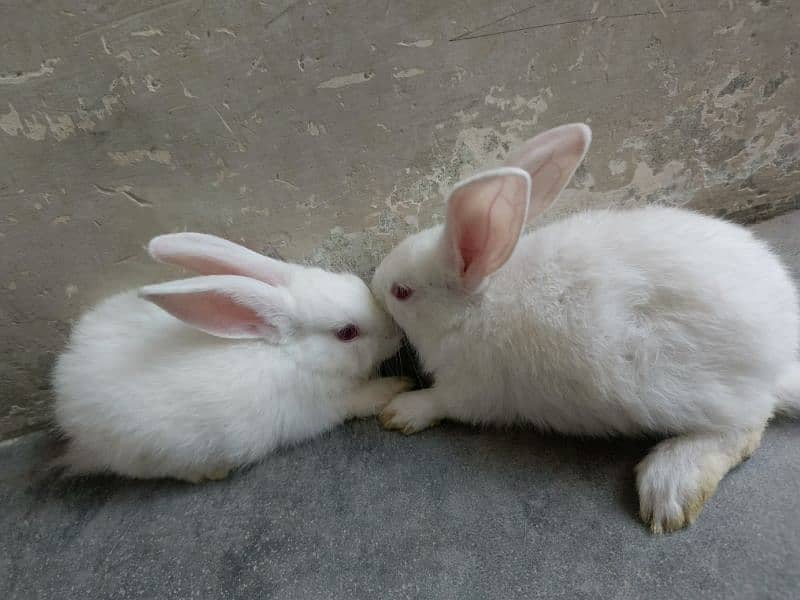 New Zealand White Rabbit (khargosh) 0