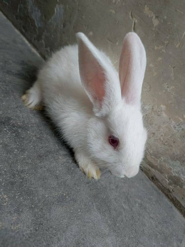 New Zealand White Rabbit (khargosh) 1