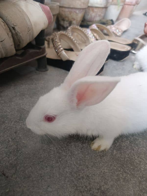 New Zealand White Rabbit (khargosh) 2