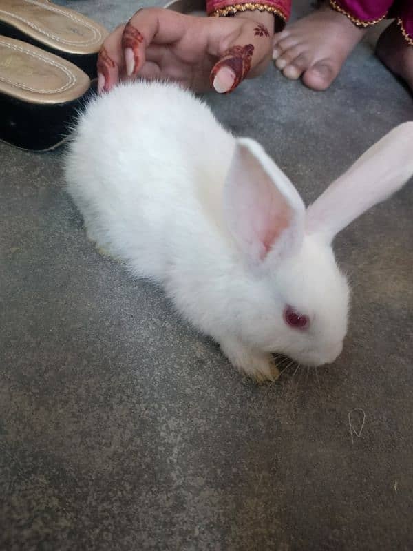 New Zealand White Rabbit (khargosh) 4