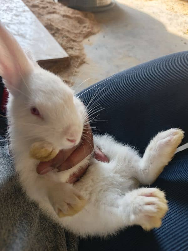 New Zealand White Rabbit (khargosh) 6