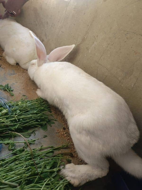 New Zealand White Rabbit (khargosh) 7