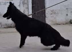 Black long cort german shepherd male for sale