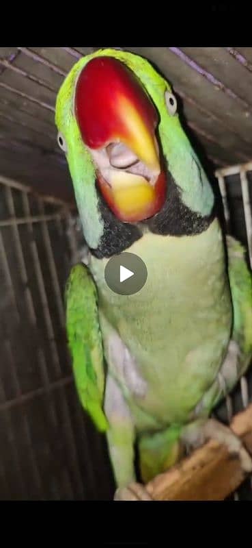 Raw taking Male available for sale 0