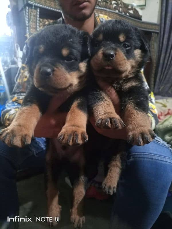 ALL DOG BREEDS AVAILABLE IN HYD 0