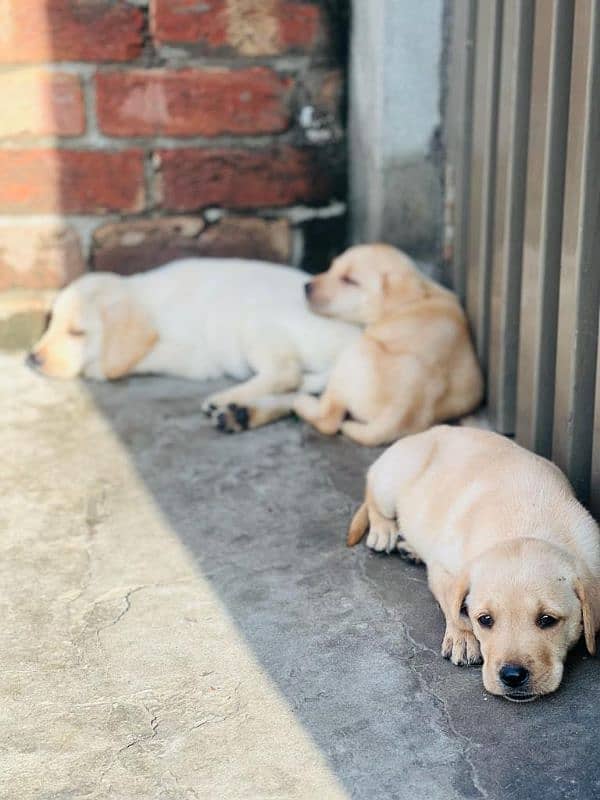 ALL DOG BREEDS AVAILABLE IN HYD 14