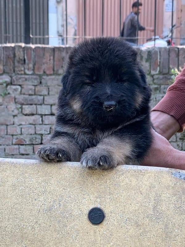 ALL DOG BREEDS AVAILABLE IN HYD 19