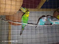 parrot