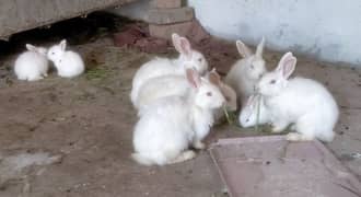 beautiful pure white  red eyes rabbits and babies