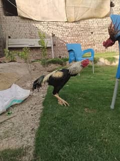 Aseel
