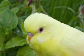 Budgies