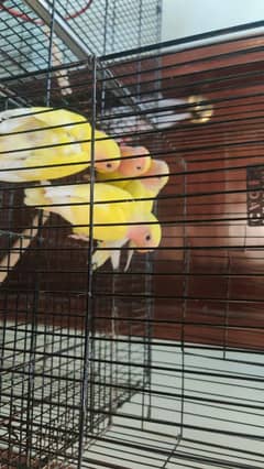 Common lutino and blue fisher split ino are looking for new shelter