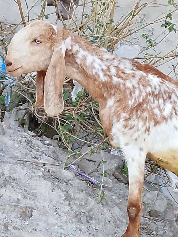 makichani bakri 0