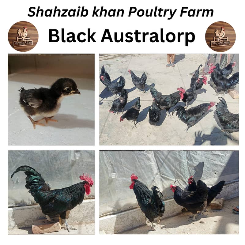 Australorp|Fancy Hens|English Game|Sebright|Polish|bantam|chicks |hens 0