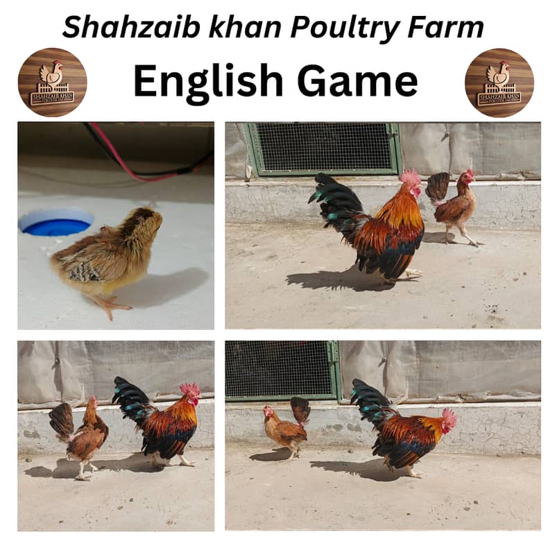 Australorp|Fancy Hens|English Game|Sebright|Polish|bantam|chicks |hens 1