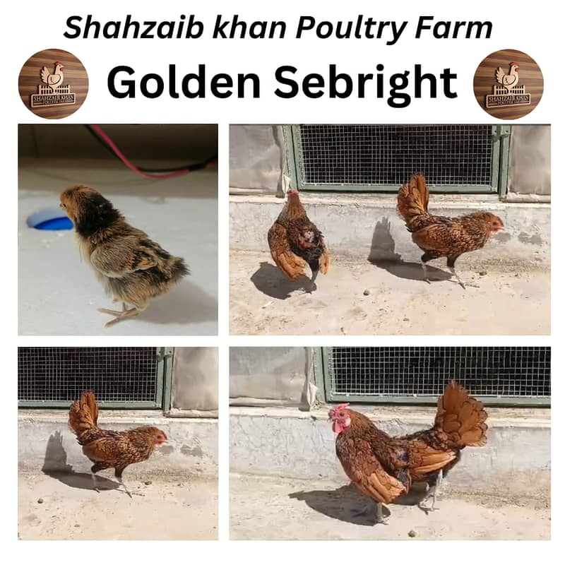 Australorp|Fancy Hens|English Game|Sebright|Polish|bantam|chicks |hens 2