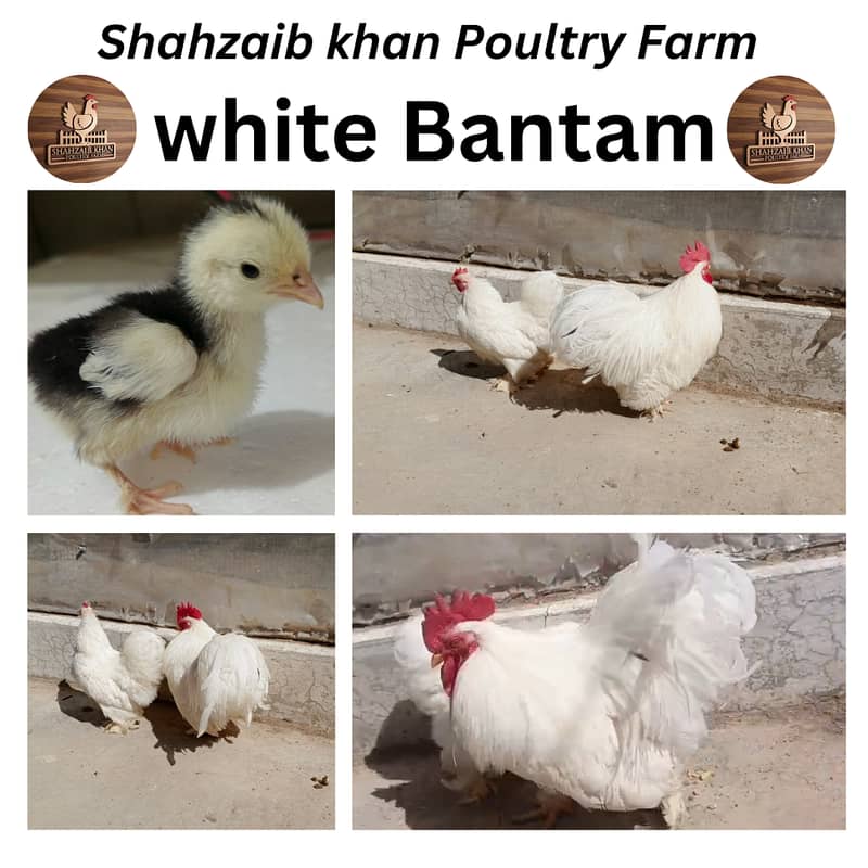Australorp|Fancy Hens|English Game|Sebright|Polish|bantam|chicks |hens 3