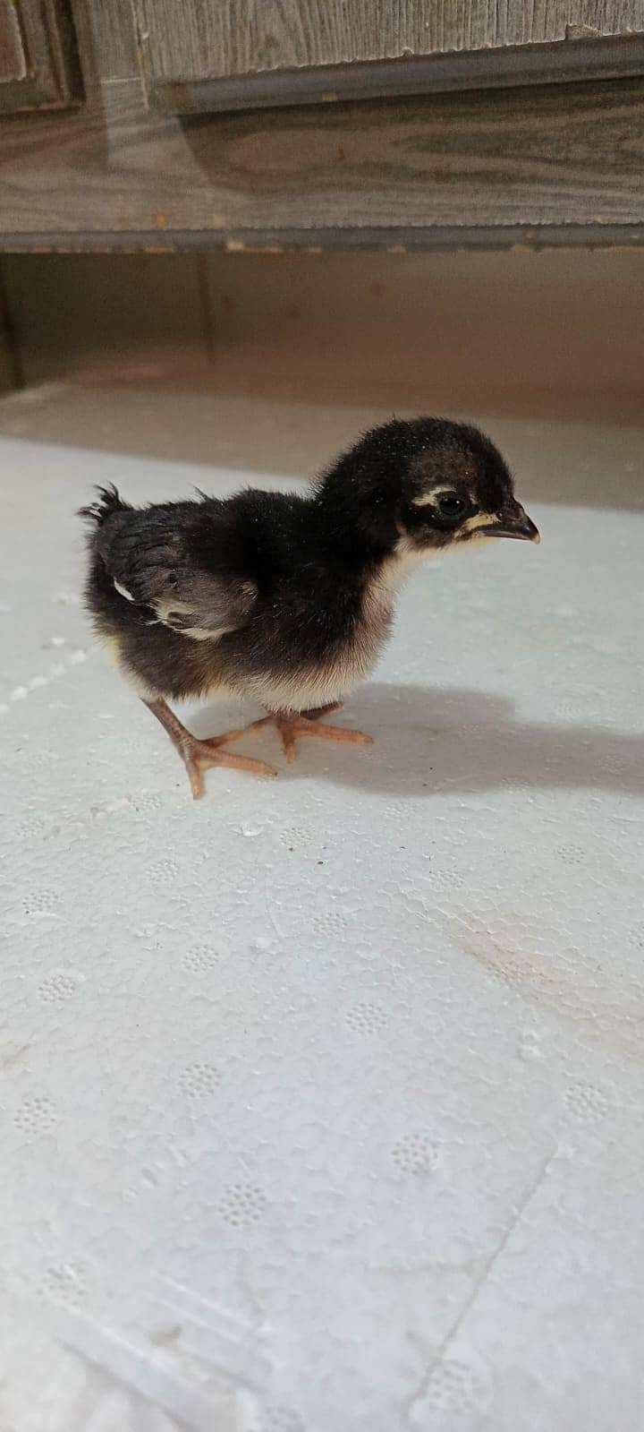 Australorp|Fancy Hens|English Game|Sebright|Polish|bantam|chicks |hens 4