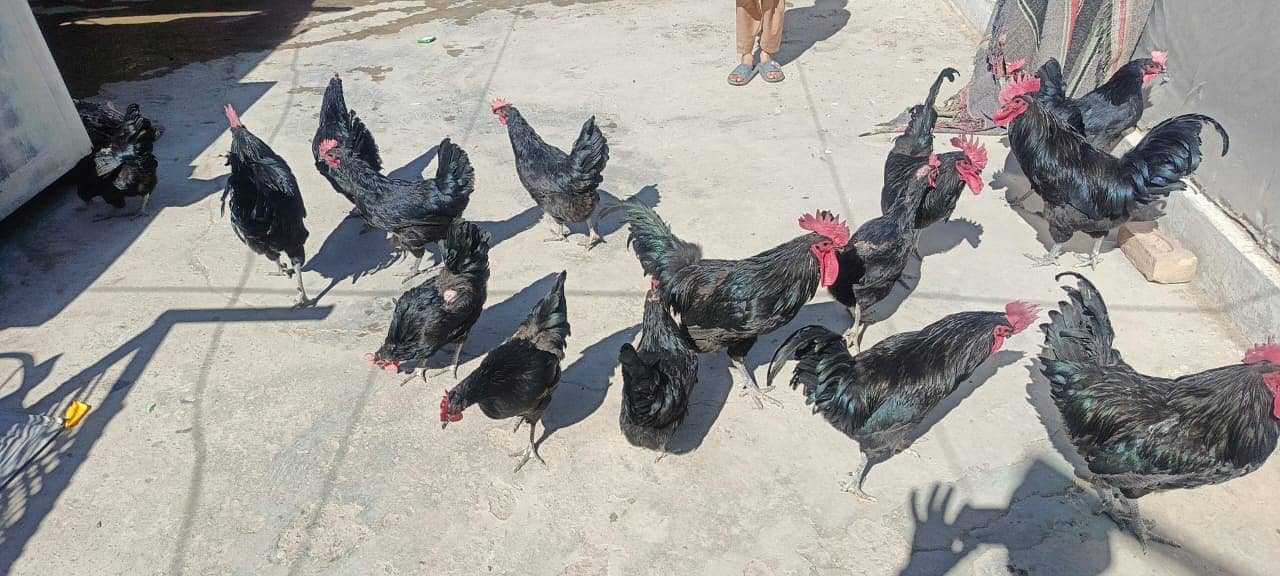 Australorp|Fancy Hens|English Game|Sebright|Polish|bantam|chicks |hens 5