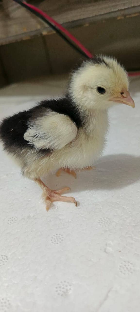 Australorp|Fancy Hens|English Game|Sebright|Polish|bantam|chicks |hens 7