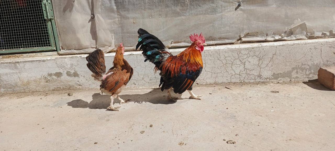 Australorp|Fancy Hens|English Game|Sebright|Polish|bantam|chicks |hens 8