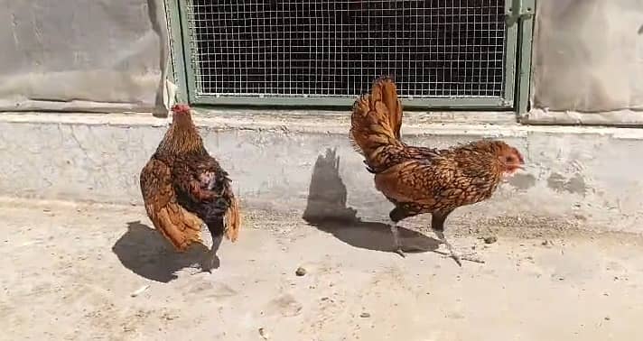 Australorp|Fancy Hens|English Game|Sebright|Polish|bantam|chicks |hens 10
