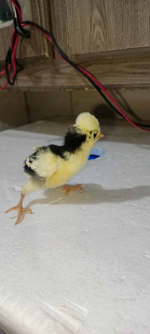 Australorp|Fancy Hens|English Game|Sebright|Polish|bantam|chicks |hens 12
