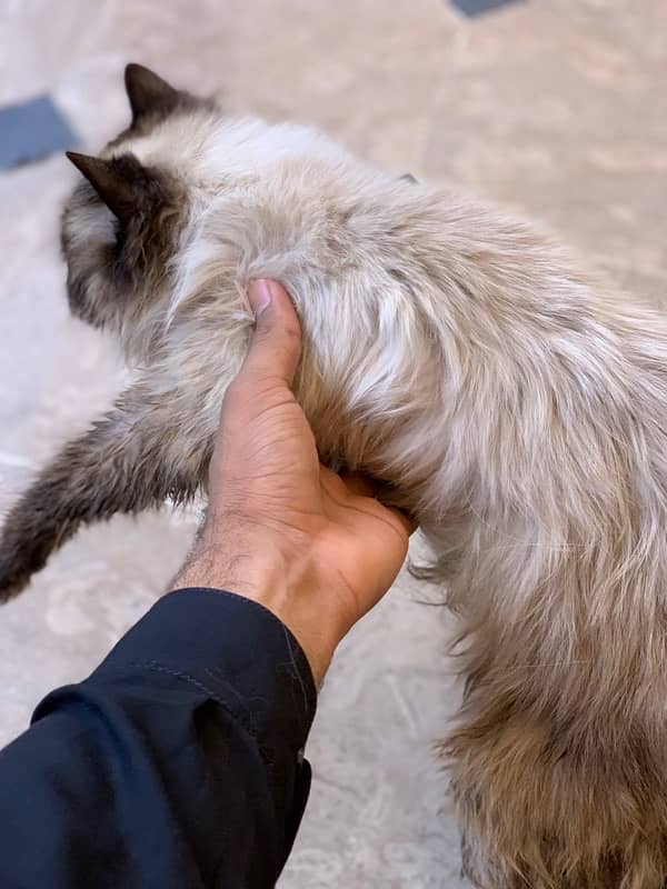 persian cat 0