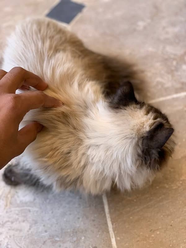 persian cat 1