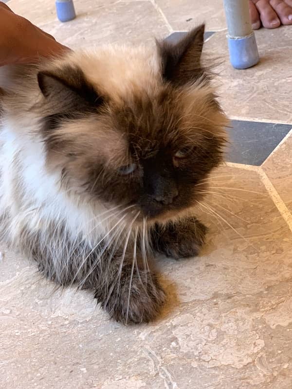 persian cat 2